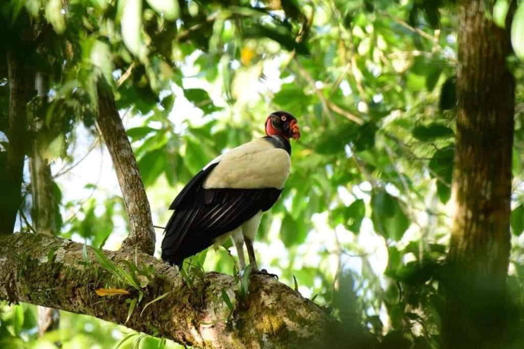 Séjour chez l'habitant Nueva Vida Birding Paradise *