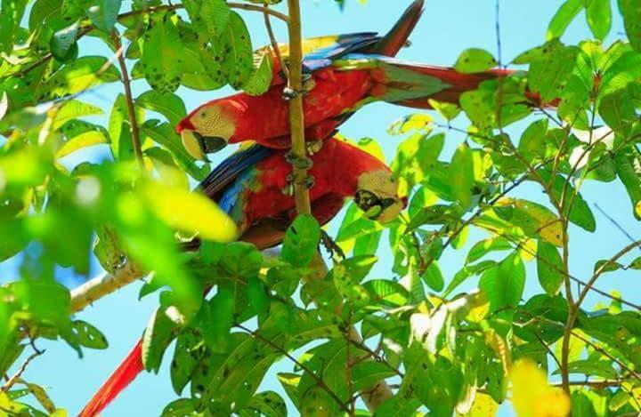 Nueva Vida Birding Paradise Puerto Jiménez