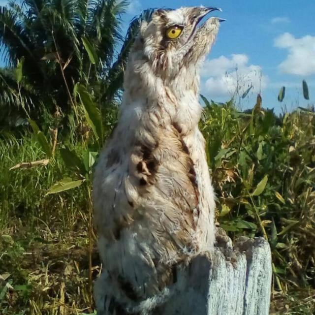 Séjour chez l'habitant Nueva Vida Birding Paradise