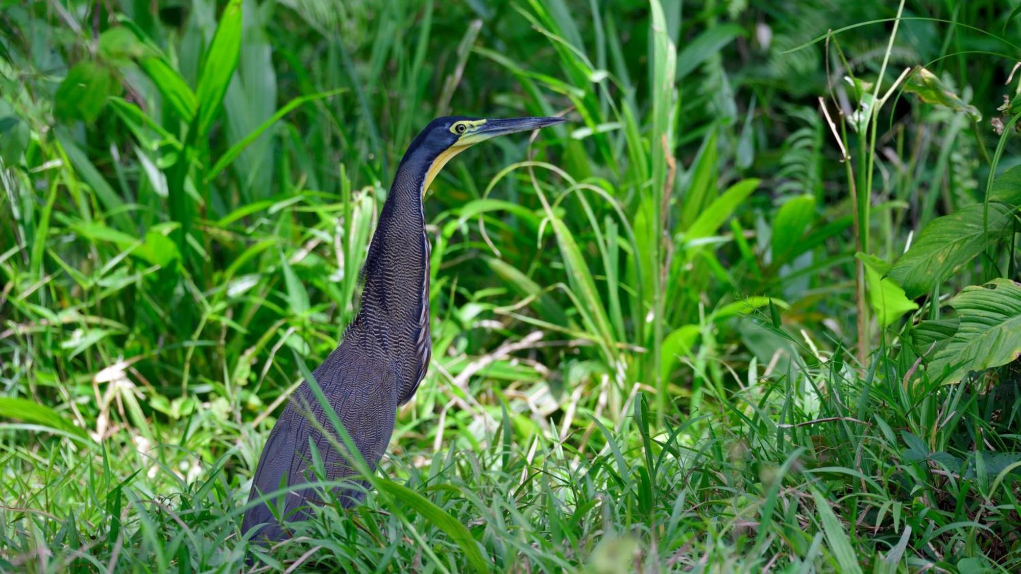 Séjour chez l'habitant Nueva Vida Birding Paradise *