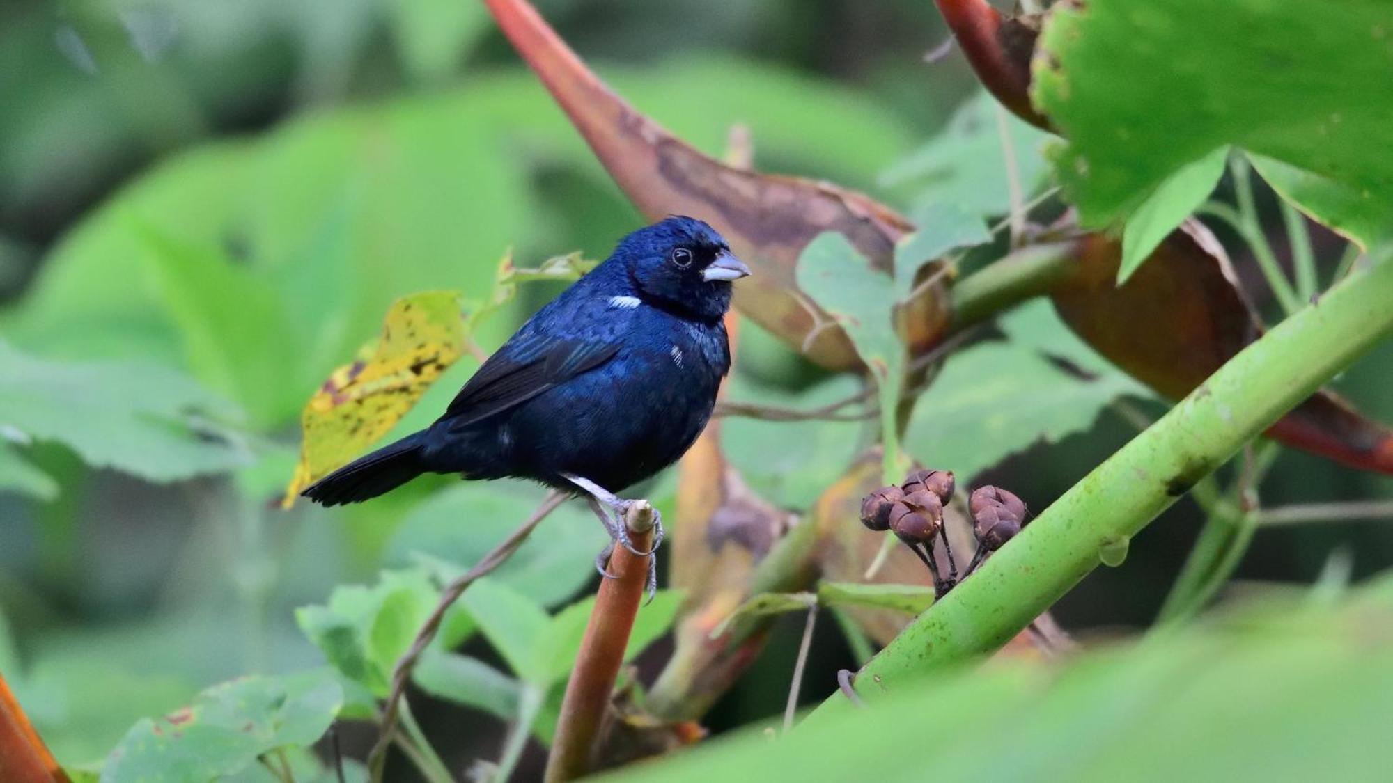 Nueva Vida Birding Paradise *